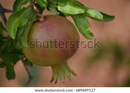
Fruit in summer