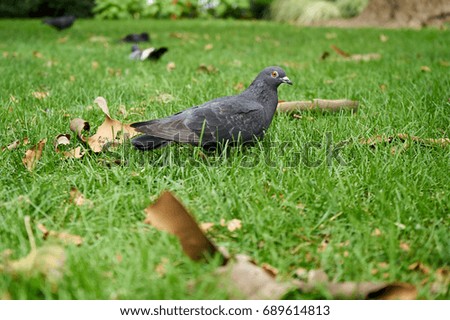 Pigeon in bowling green park, New York