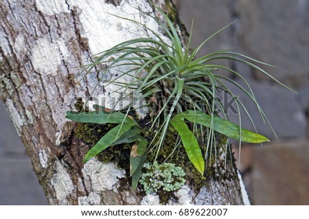Epiphytic plants on tree trunk Royalty-Free Stock Photo #689622007