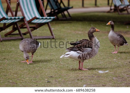 wild ducks in a park on a sunny summer day 