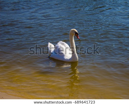 A beautiful white swan in the lake.