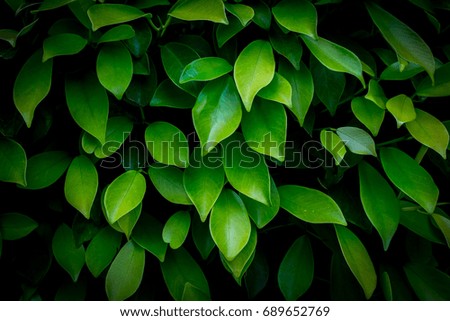 Green leaves background in dark light eco concept image or refreshment concept background