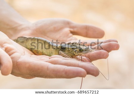 White shrimp with clear color from the farms on the hand size is ready to export to many other countries that do not have production and demand for animals.