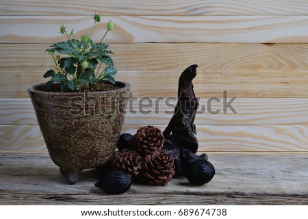 Still life Succulent in a pot placed on a wooden floor