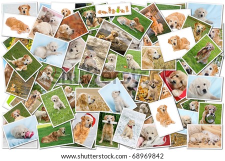 A collage of photos of golden retriever, a collection of photos isolated on a white background, which can be found in high resolution in my portfolio.