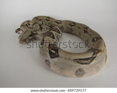   Red tail boa on white background                          