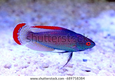 The Pink Margin Fairy Wrassen in marine aquarium. Cirrhilabrus rubrimarginatus is marine fish in the Family Labridae, very colorful fish, red margin on both the tail and dorsal fin.