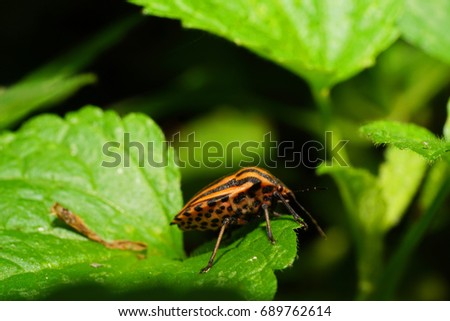 Macro view of a long-legged variegated Caucasian bug of Pentatomidae sitting on a green leaf of a plant                               