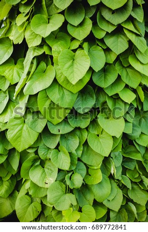 Leaves wall in the garden natural pattern vertical image