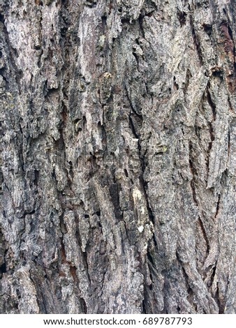 Tree bark texture of background.
