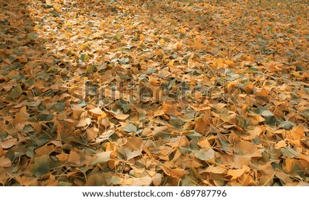 Ginkgo biloba leaves texture