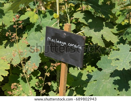Hand Written Sign for "Macleaya cordata" (Plume Poppy) in a Woodland Garden at Dunham Massey in Rural Cheshire, England, UK