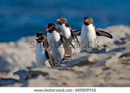 Rockhopper penguins, Eudyptes chrysocome, with blurred dark blue sea in background, Sea Lion Island, Falkland Islands. Wildlife animal scene from nature. Four penguins running on the rock.
