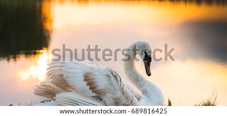 White swan floating on a surface of the lake in sunset