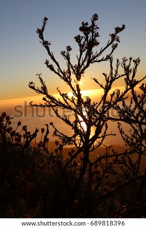 A beautiful silhouette of a plant against the sunset