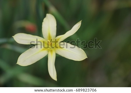 An image of white and yellow flowers in a garden