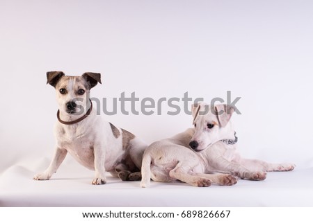 Two friends Jack Russell Terriers posing at studio on white