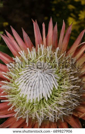 An image of a light colored flower in a garden