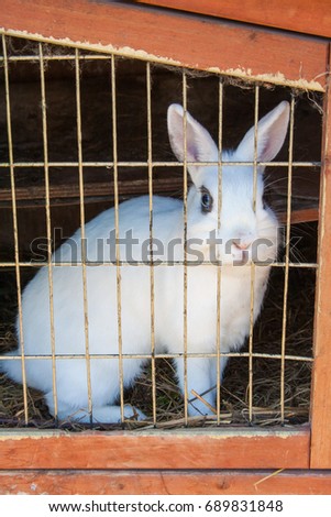 Rabbit in a cage