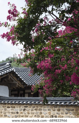 Beautiful traditional house with Lagerstroemia indica in Korea 
