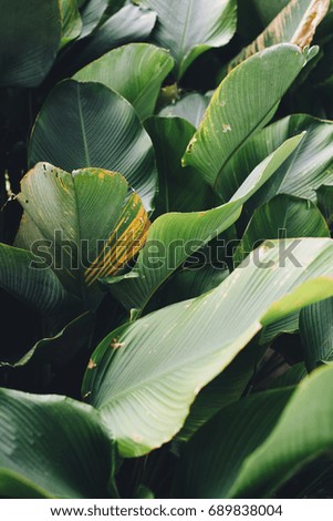 image of a leaves with a nice colour and lighting ( selective focus )