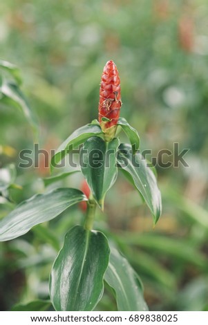 image of a weird plant (selective focus )