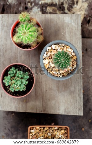 Top view. small cactus on rustic vintage wooden background. 