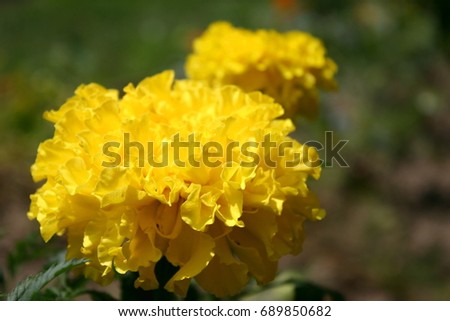 Yellow African marigold flowers