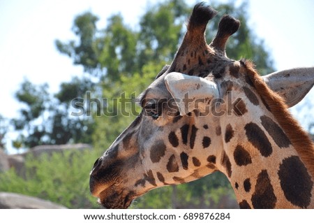 giraffe in the park - giraffe portrait