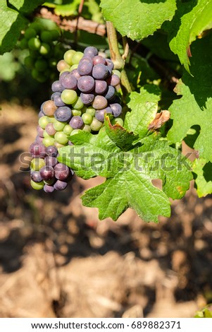 Grape bunch in vineyard hanging from vine in wine making region in central Europe