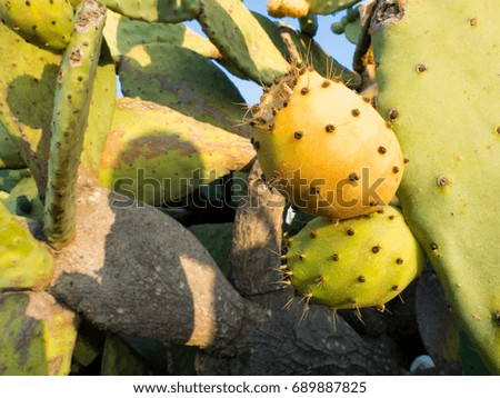 italian prickly pears plant in first days of august