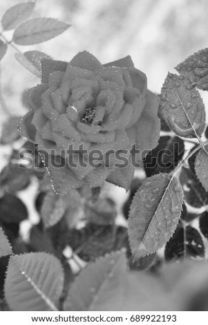 rose with dew -  black and white photography