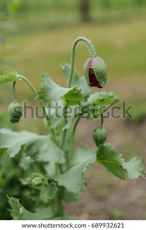 Bud of a poppy flower on a green background in the garden