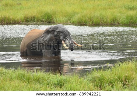 African forest elephant in the nature habitat of agreen meadow and water. The Elephant Forest,Loxodonta cyclotis is a small species of elephant living in the tropical rainforest of West Africa. Royalty-Free Stock Photo #689942221