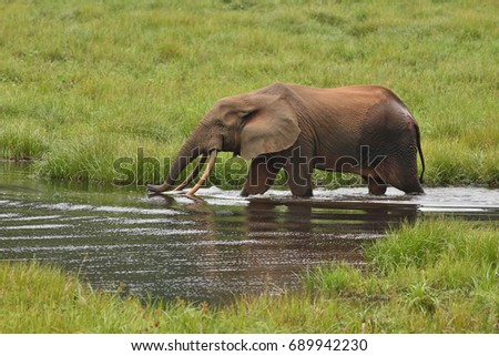 African forest elephant in the nature habitat of agreen meadow and water. The Elephant Forest,Loxodonta cyclotis is a small species of elephant living in the tropical rainforest of West Africa. Royalty-Free Stock Photo #689942230