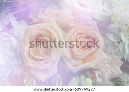 Pink rose petals isolated on background for valentines day