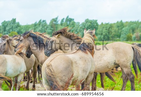 Feral horses in sunlight in a field  in summer