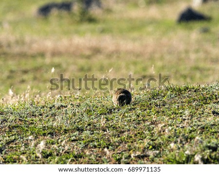European ground squirrel, Spermophilus citellus, at the site of Greece,, Romania