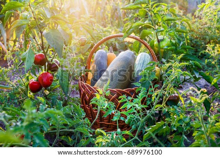 Wicker basket with courgettes in the garden. Nearby are bushes sweet pepper and cherry tomatoes. A ray of light makes its way through the green foliage. The image symbolizes of the summer harvest.