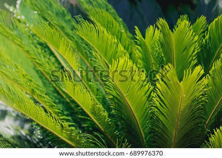 Green palm leaf over sky background.