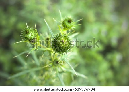 Arctium lappa. Burdock, burdock, burr from family Asteraceae