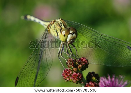 Macro shots, Beautiful nature scene dragonfly. Showing of eyes and wings detail. Dragon fly in the nature habitat using as a background or wallpaper.The concept for writing an article.
