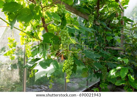 Inside the greenhouse - green grapes grown in Skåne, Sweden