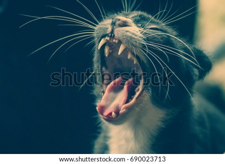 Gray cat yawning of color vintage picture background