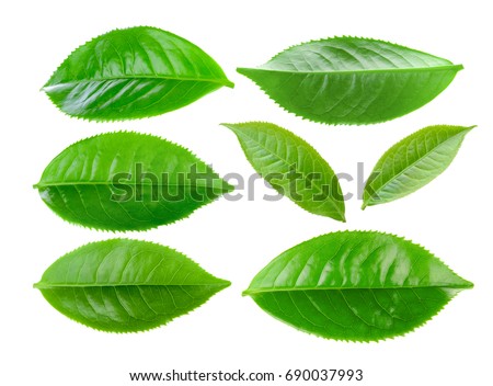 Green tea leaf isolated on white background Royalty-Free Stock Photo #690037993