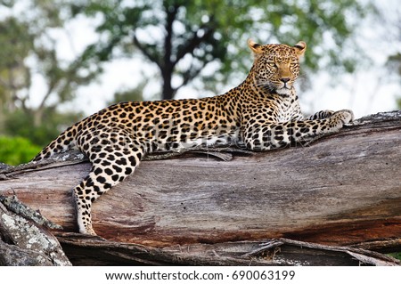 Okavango Delta Leopard 