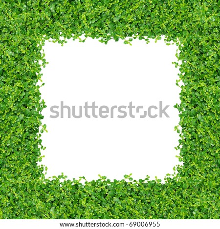 green grass depend on on white background isolated Middle of the square.