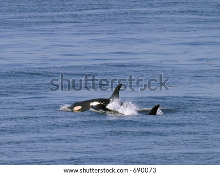 Orca Whales near San Juan Island Royalty-Free Stock Photo #690073
