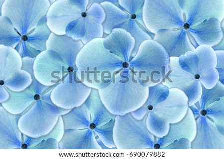 A blue hydrangea flower in closeup