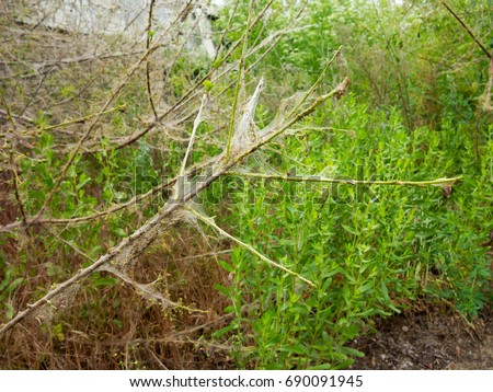 Branches of a cherry tree damaged by larvae of pests. Trees are covered webs and cocoons with caterpillars on the tree of cherry. Caterpillars ate all leaves on tree. Disease of plants